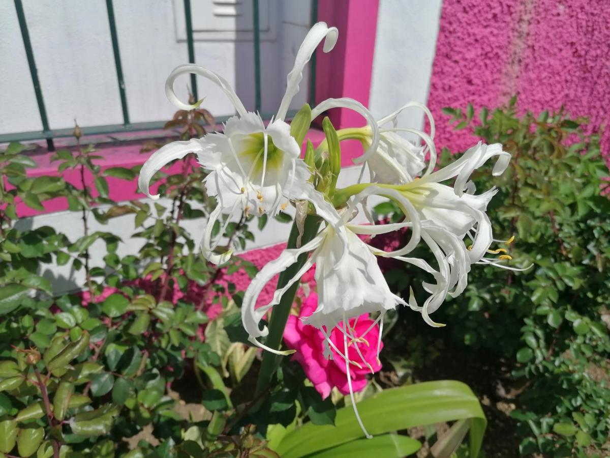 Westerland House Ribeira Brava Dış mekan fotoğraf
